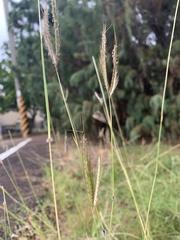 Dichanthium