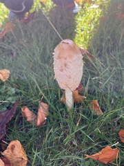 Coprinus comatus
