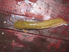Forest Walking Catfish photo 3