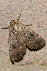 Amphipyra pyramidea