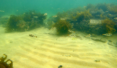 Tetractenos glaber
