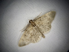 Protoboarmia faustinata