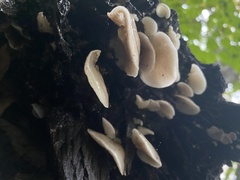 Crepidotus