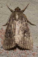 Amphipyra pyramidea