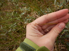 Poa arctica