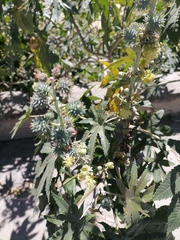 Ricinus communis