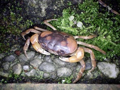 Geothelphusa dehaani