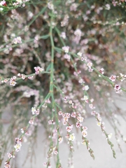 Polygonum