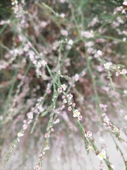 Polygonum
