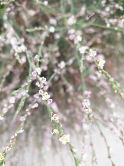 Polygonum