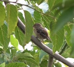 Foudia madagascariensis
