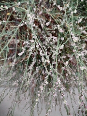 Polygonum