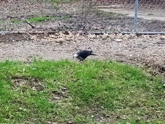 Columba leucomela