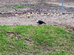 Columba leucomela