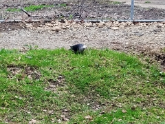 Columba leucomela