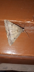 Pandesma