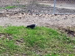 Columba leucomela