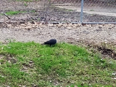 Columba leucomela