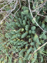 Linum monogynum monogynum