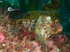 Parablennius gattorugine