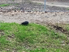 Columba leucomela