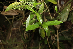 Pavetta australiensis