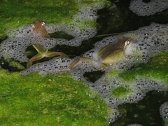 Hyla meridionalis