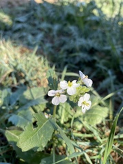 Diplotaxis erucoides