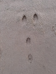 Oryctolagus cuniculus