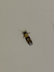 Opogona comptella