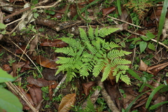 Pteris tremula