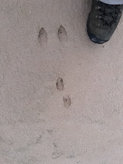 Oryctolagus cuniculus