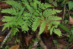 Pteris tremula