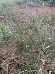 Fimbristylis