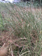 Fimbristylis