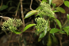 Pavetta australiensis