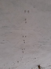 Oryctolagus cuniculus