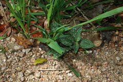 Hypoestes phyllostachya