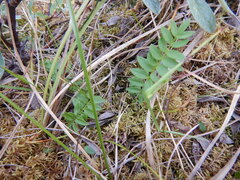 Polemonium acutiflorum