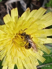 Lasioglossum marginatum