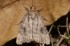 Amphipyra pyramidea