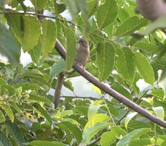 Foudia madagascariensis
