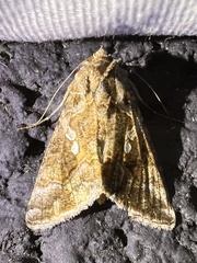 Chrysodeixis includens