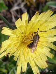 Lasioglossum marginatum