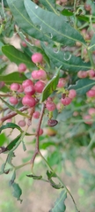Pistacia lentiscus
