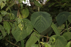 Dendrocnide moroides