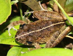 Craugastor laevissimus