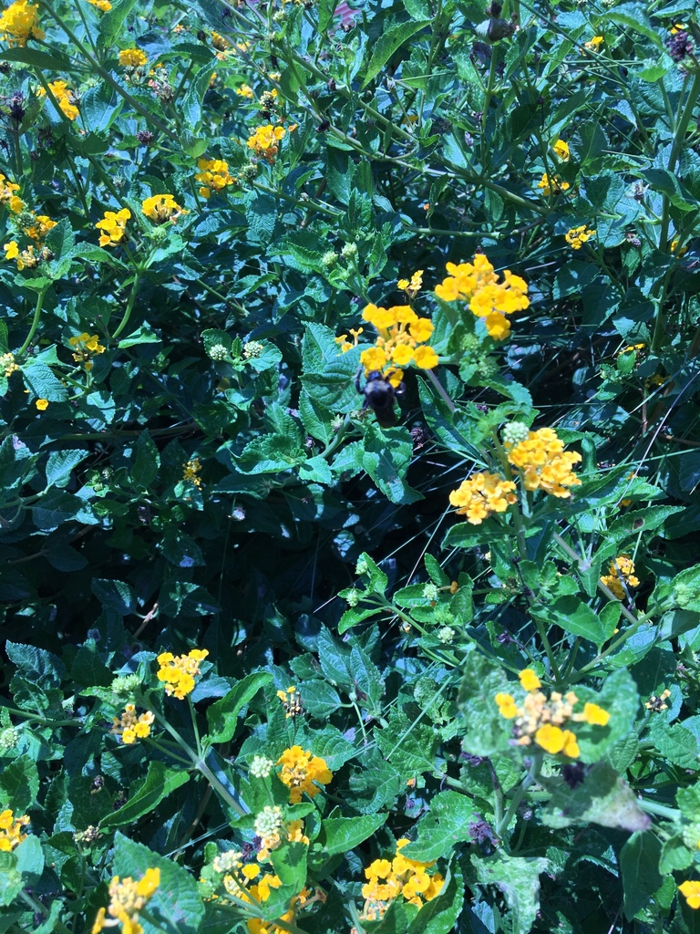 American Bumble Bee From Baylor University Waco TX US On August 23 american-bumble-bee-from-baylor-university-waco-tx-us-on-august-23