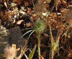 Trifolium angustifolium