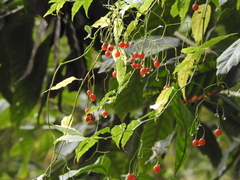 Solanum pittosporifolium